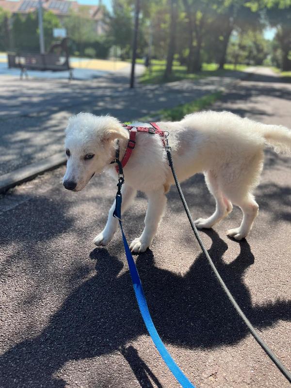 COCO BELLISSIMO CUCCIOLO MAREMMANO Foto 5